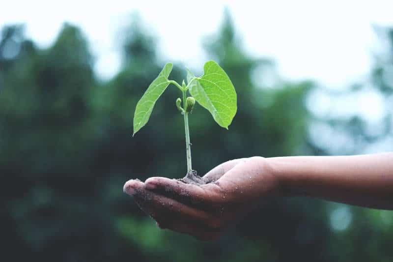 Planta verde representando sostenibilidad web