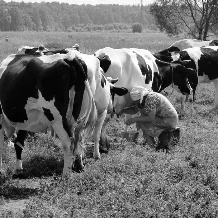 Señora mayor  ordeñando vacas.
